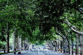 月季花的历史背景