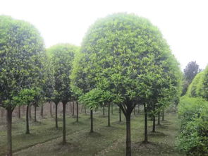 信阳：苗木界的“天然氧吧”