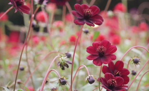 种花营养土要求