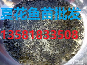 揭秘鲤鱼品种大全：一斤多少钱？渔业市场动态速递！