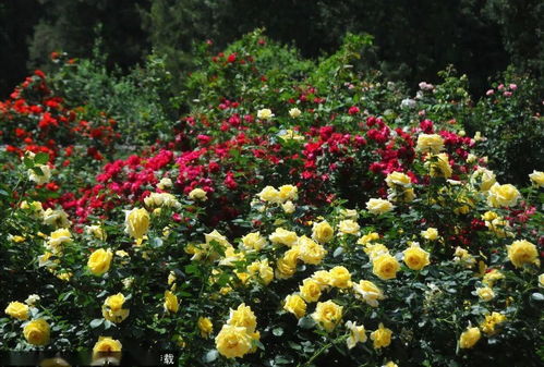 月季花：我国的花中皇后