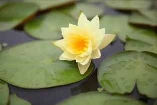 荷塘里的秘密：荷花的滋补大法