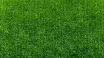 草地的秘密：常绿草种大盘点