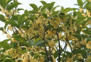 桂花的神秘面纱：花语与寓意探秘