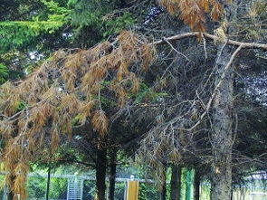 树皮白白的，别堪错了