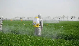 雨后是否重新喷洒除草剂