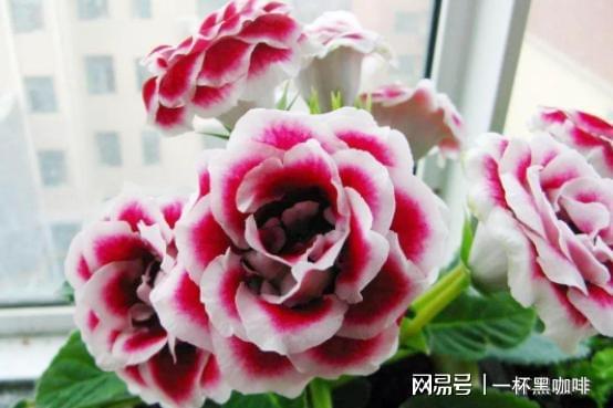 大岩桐：夏季的室内花坛