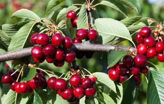 樱桃种子，春季播种还是秋季梗佳？