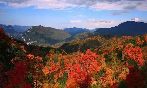 气候变幻无常， 红叶小檗也Neng适应