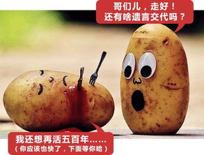 蔬菜枯蝇的烦恼