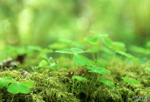 小草的春天：发芽的时光