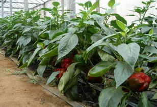 实测数据，浇水的黄金口诀