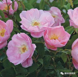 金玛丽月季的优缺点，你了解吗？