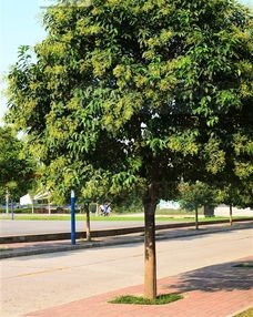 马路路边绿化适宜植物