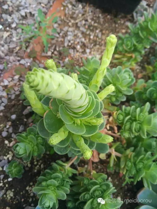 山地玫瑰开花，如何优雅拆分花蕾