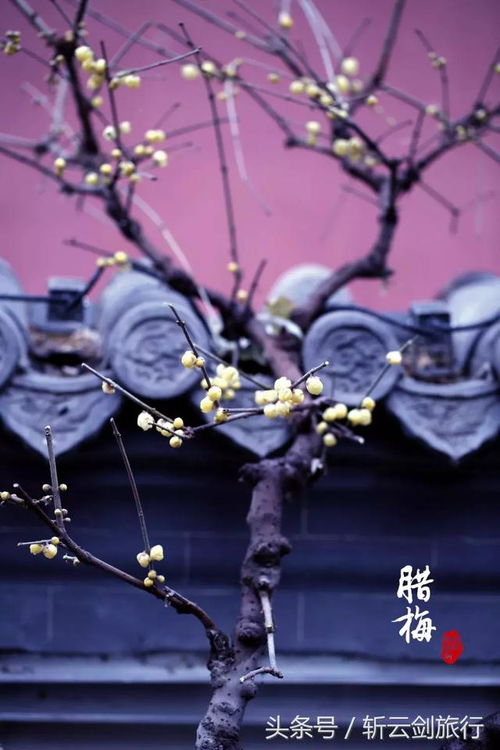 梅花，凌寒绽放