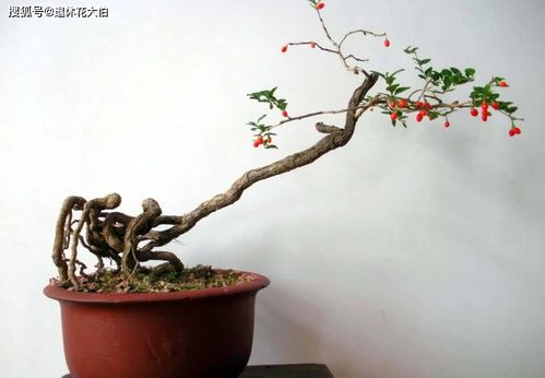 土壤，那可是关键！