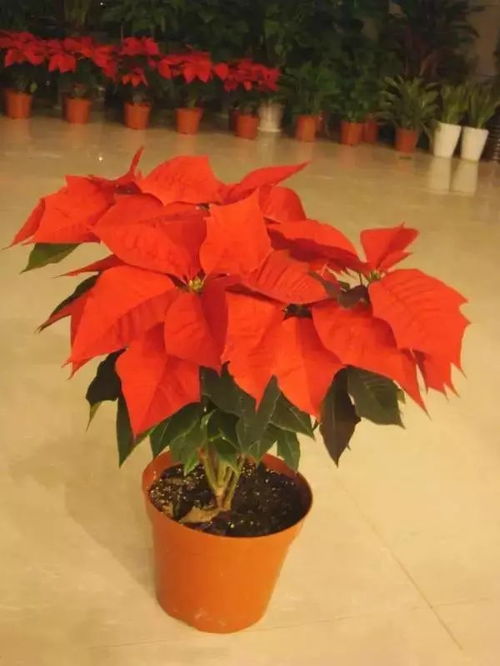 韩国美人：神秘的中国混血宝宝