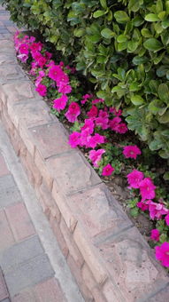 翻车1：种完半个月全烂根