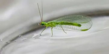 花土飞虫如何根除？