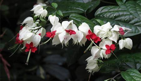 龙吐珠，珠光宝气