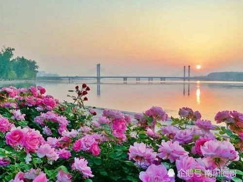 月季之乡， 花开南阳