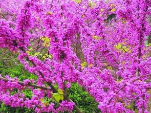 红花碧桃：美得让人心醉