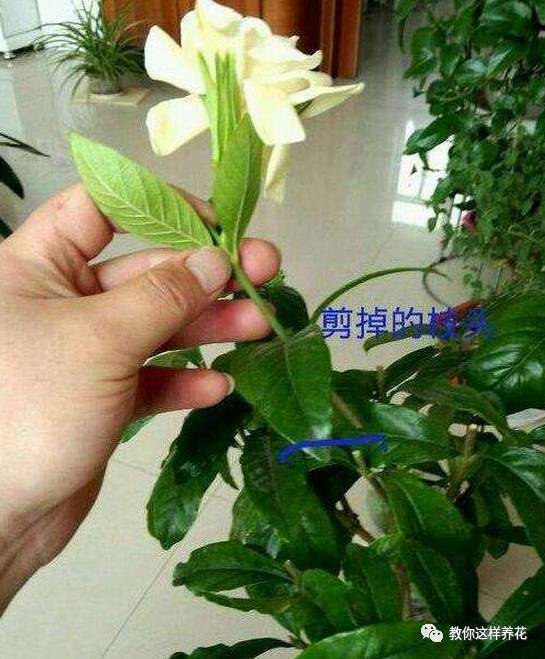 修剪误区，要小心