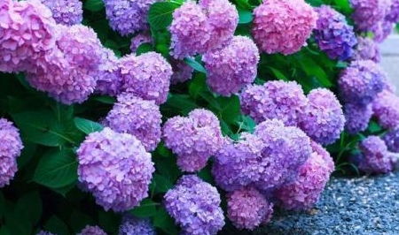 圆锥绣球、银钟花、玉簪花：耐寒的绣球家族