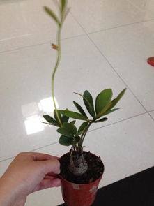 如何运用这3种家用救急法，让植物黄叶焕发新生