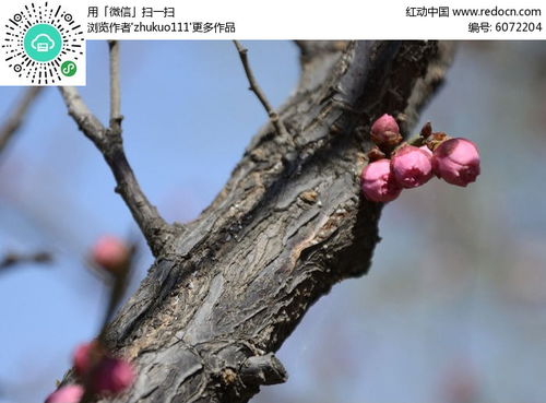 梅花树干长虫怎么办？如何安全有效去除