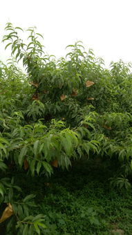 桃树套袋前杀虫，需选用高效低毒农药