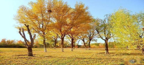 合肥苗木交易大会上的2022年全国苗木供需分析报告