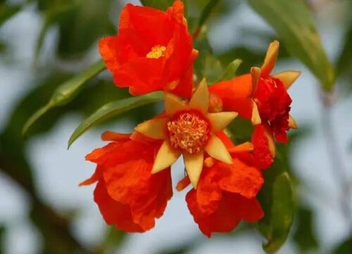 石榴花公花？自然选择还是另有原因