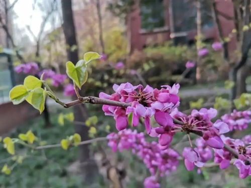 “山丹丹花开艳，春日花卉盛宴”