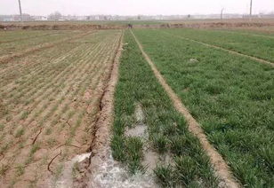 小麦除草剂使用注意事项