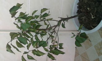 第一步：诊断干枯原因