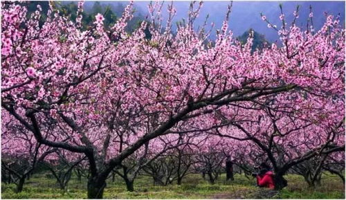 南方高海拔地区，哪些花嫩绽放光彩？