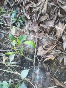 田垄种植白菜的小妙招