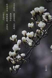 玉兰花香对人体有害吗？长期接触玉兰花香会有什么影响