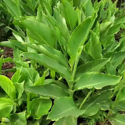 美人蕉的生长习性