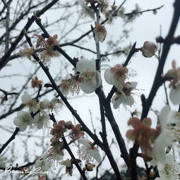 冬天除了梅花，还有哪些花