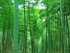 竹子是禾本科植物，它究竟有什么独特之处