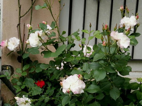 月季红蜘蛛的繁殖习性解析