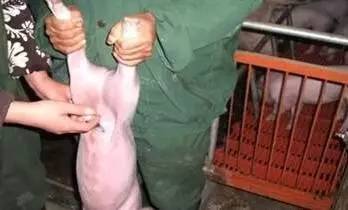 小猪重度脱水，腹腔补液为何比口服见效geng快？