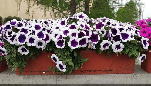 阳台小也能养出四季花海