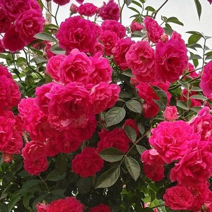 红木香月季：盆栽与地栽之争