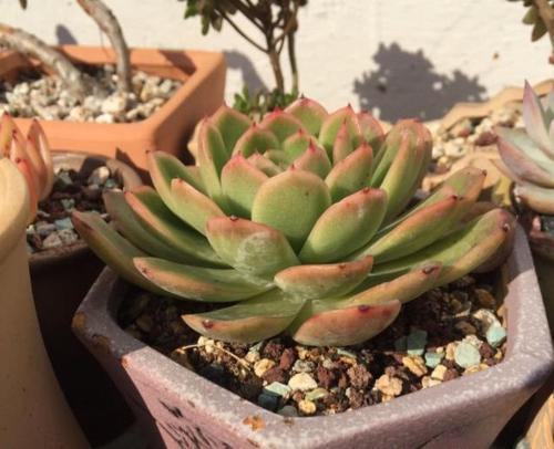 第1招：砍头， 让蒂亚多肉重新焕发生机