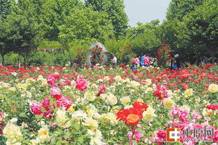 月季花展大热闹， 品种繁多等你来