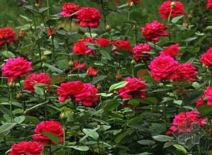 月季花：花中皇后 城市新宠